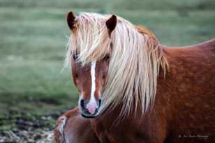 Icelandic mare-9086 Icelandic mare-9086